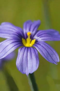 Moody Blues Blue-Eyed Grass (Sisyrinchium) - 1 Gallon Pot -Outlet Leaf Echoes Store sisyrinchium idahoense macounii moody blues blue eyed grass 5