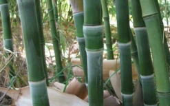 Solid Stem Bamboo - Phyllostachys Heteroclada - 3 Gallon Pot (4-6') -Outlet Leaf Echoes Store solid stem bamboo