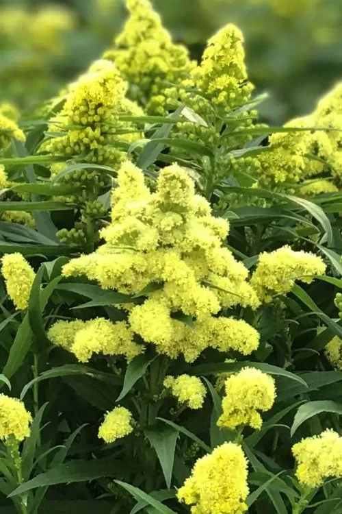Little Lemon Goldenrod (Solidago Canadensis) - 1 Gallon Pot 5 Little Lemon Goldenrod (Solidago Canadensis) - 1 Gallon Pot - Image 5