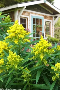 Sweety Goldenrod (Solidago Canadensis) - 5 Pack Of Quart Pots -Outlet Leaf Echoes Store solidago sweety goldenrod 1