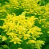 Sweety Goldenrod (Solidago Canadensis) - 5 Pack Of Quart Pots