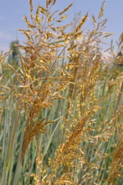 Indian Steel Blue Prairie Grass (Sorghastrum Nutans) - 1 Gallon Pot -Outlet Leaf Echoes Store sorghastrum nutans indian steel blue prairie grass 2