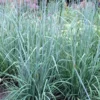 Indian Steel Blue Prairie Grass (Sorghastrum Nutans) - 1 Gallon Pot