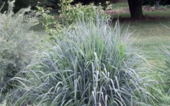 Indian Steel Blue Prairie Grass (Sorghastrum Nutans) - 1 Gallon Pot -Outlet Leaf Echoes Store sorghastrum nutans indian steel blue prairie grass 5
