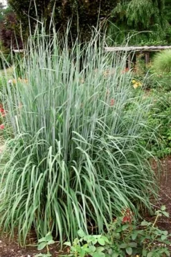 Yellow Indian Grass (Sorghastrum Nutans) - 6 Pack Of 1 Gallon Pots -Outlet Leaf Echoes Store sorghastrum nutans yellow indian grass 10