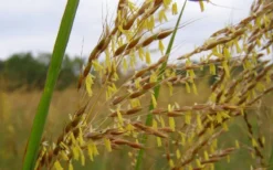 Yellow Indian Grass (Sorghastrum Nutans) - 6 Pack Of 1 Gallon Pots -Outlet Leaf Echoes Store sorghastrum nutans yellow indian grass 7