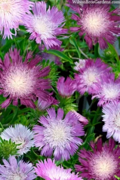 Color Wheel Stokesia (Stokes Aster) - 1 Gallon Pot -Outlet Leaf Echoes Store stokesia laevis colorwheel stokes aster 2
