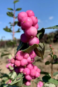 Magic Berry Coralberry Bush (Symphoricarpos X Chenaultii) - 1 Gallon Pot -Outlet Leaf Echoes Store symphoricarpos doorenbosii magic berry coralberry 2