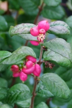 Magic Berry Coralberry Bush (Symphoricarpos X Chenaultii) - 1 Gallon Pot -Outlet Leaf Echoes Store symphoricarpos doorenbosii magic berry coralberry 3