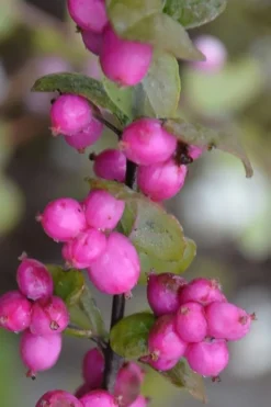 Magic Berry Coralberry Bush (Symphoricarpos X Chenaultii) - 1 Gallon Pot -Outlet Leaf Echoes Store symphoricarpos doorenbosii magic berry coralberry 4