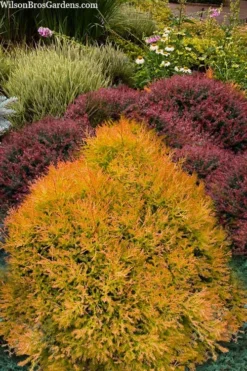 Fire Chief Arborvitae - 3 Gallon Pot -Outlet Leaf Echoes Store thuja fire chief arborvitae 103 2