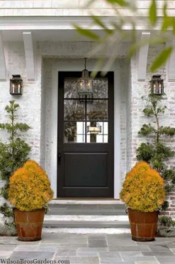 Fire Chief Arborvitae - 3 Gallon Pot -Outlet Leaf Echoes Store thuja fire chief arborvitae 104 2