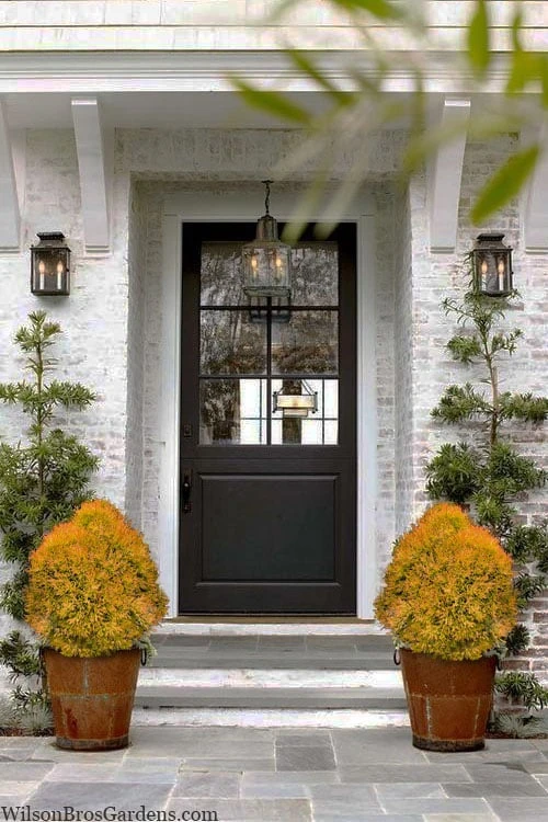 Fire Chief Arborvitae - 2.5 Gallon Pot 5 Fire Chief Arborvitae - 2.5 Gallon Pot - Image 5