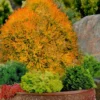 Fire Chief Arborvitae - 1 Gallon Pot