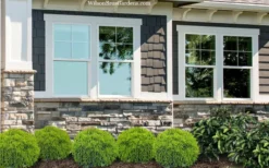 Danica Dwarf Globe Arborvitae - 1 Gallon Pot -Outlet Leaf Echoes Store thuja occidentalis danica globe arborvitae 2