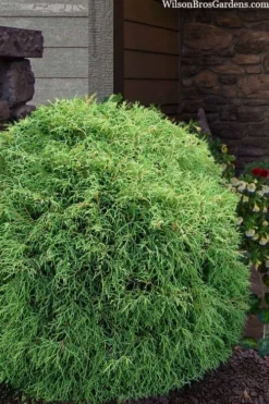 Mr. Bowling Ball Arborvitae (Thuja) - 3 Gallon Pot