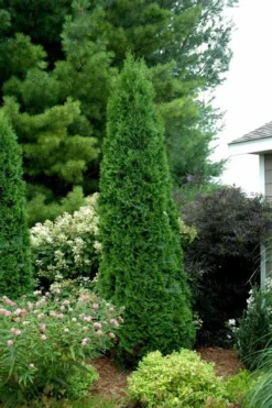 North Pole Arborvitae (Thuja) - 2 Gallon Pot 11 North Pole Arborvitae (Thuja) - 2 Gallon Pot -Outlet Leaf Echoes Store thuja occidentalis north pole arborvitae 2