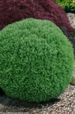 Teddy Dwarf Globe Arborvitae (Thuja) - 1 Gallon Pot