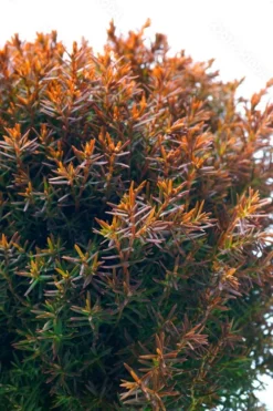 Teddy Dwarf Globe Arborvitae (Thuja) - 1 Gallon Pot -Outlet Leaf Echoes Store thuja occidentalis teddy dwarf globe arborvitae 4