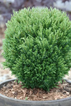 Teddy Dwarf Globe Arborvitae (Thuja) - 1 Gallon Pot -Outlet Leaf Echoes Store thuja occidentalis teddy dwarf globe arborvitae 5