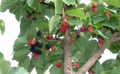 Red Mulberry Tree (Morus Rubra) - 1 Gallon Pot -Outlet Leaf Echoes Store tree red mulberry 2 800x500 1