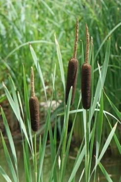 Broadleaf Cattail Plant (Typha Latifolia) - 6 Pack Of 1 Gallon Pots -Outlet Leaf Echoes Store typha latifolia broadleaf cattail 2
