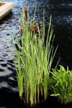 Broadleaf Cattail Plant (Typha Latifolia) - 6 Pack Of 1 Gallon Pots -Outlet Leaf Echoes Store typha latifolia broadleaf cattail 5