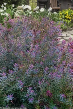 Rosa's Blush Blueberry (Vaccinium Darrowii) - 1 Gallon Pot -Outlet Leaf Echoes Store vaccinium darrowii rosas blush blueberry 14