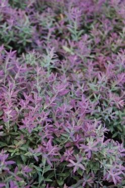 Rosa's Blush Blueberry (Vaccinium Darrowii) - 1 Gallon Pot -Outlet Leaf Echoes Store vaccinum darrowii rosas blush blueberry 1