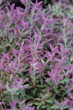 Rosa's Blush Blueberry (Vaccinium Darrowii) - 1 Gallon Pot