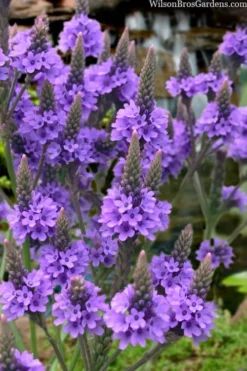 Swamp Verbena (Blue Vervain) - 1 Gallon Pot