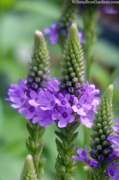 Swamp Verbena (Blue Vervain) - 1 Gallon Pot -Outlet Leaf Echoes Store verbena hastata swamp blue vervain 5