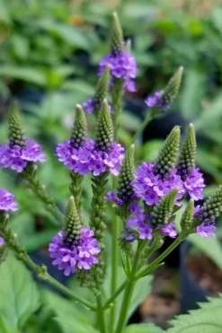 Swamp Verbena (Blue Vervain) - 1 Gallon Pot -Outlet Leaf Echoes Store verbena hastata swamp blue vervain 6