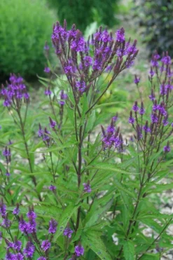 Swamp Verbena (Blue Vervain) - 1 Gallon Pot -Outlet Leaf Echoes Store verbena hastata swamp blue vervain 7