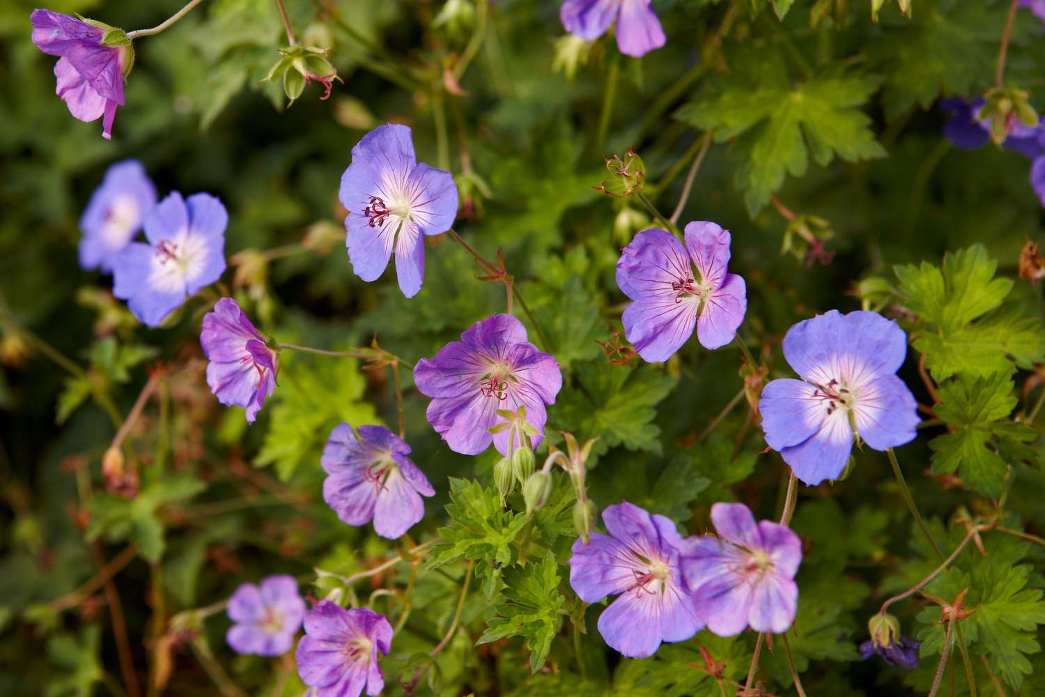 Outlet Leaf Echoes Store -Outlet Leaf Echoes Store 101806163 geranium bd69eabbd89e4beb87dd6f85c072cd2f