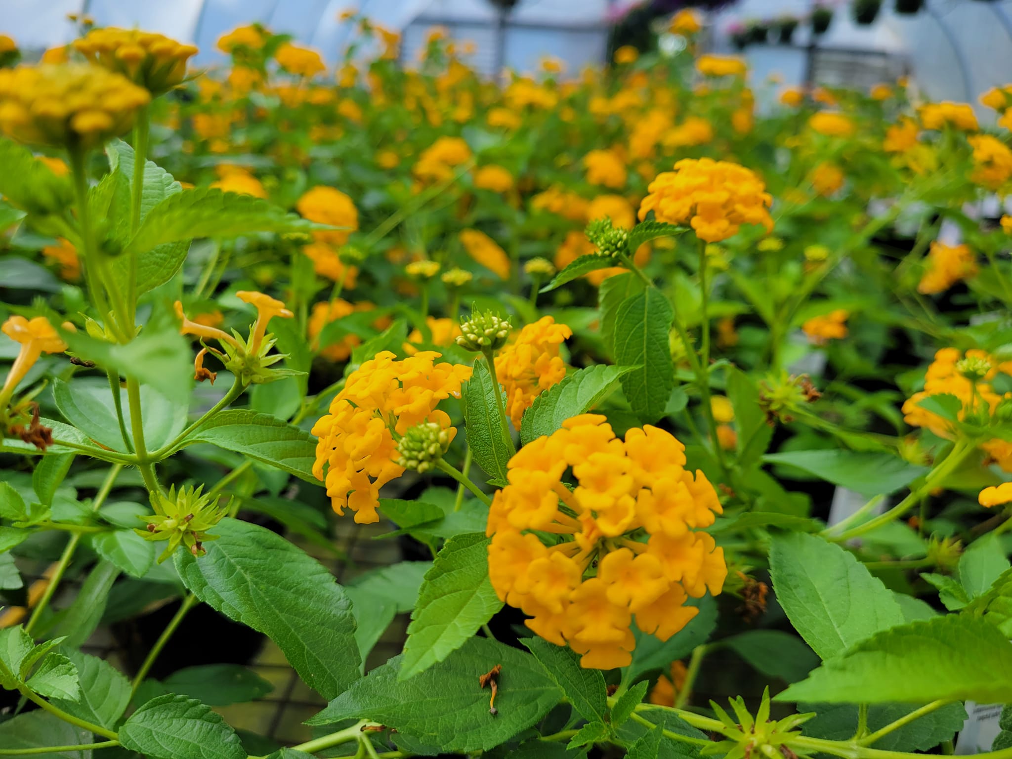 Outlet Leaf Echoes Store -Outlet Leaf Echoes Store 5 1