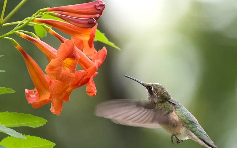 Outlet Leaf Echoes Store 19 Outlet Leaf Echoes Store -Outlet Leaf Echoes Store Tecoma Bells Of Fire 50